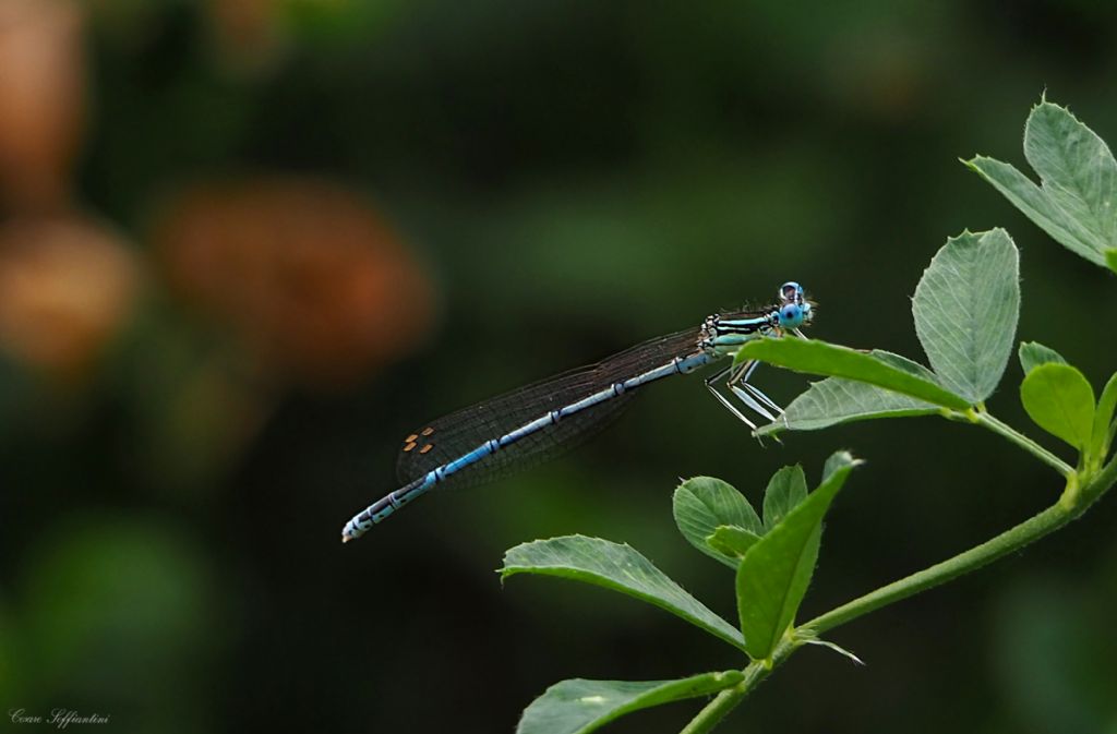 Ischnura genei?  No, Platycnemis pennipes, maschio